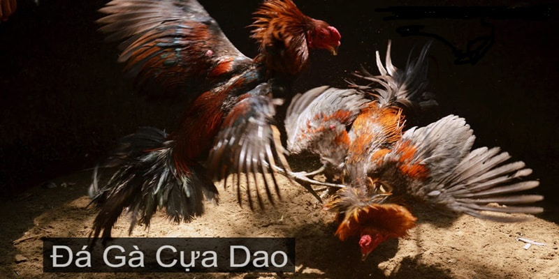 Thông Tin Cơ Bản Về Trực Tiếp Gà Cựa Dao Philippines